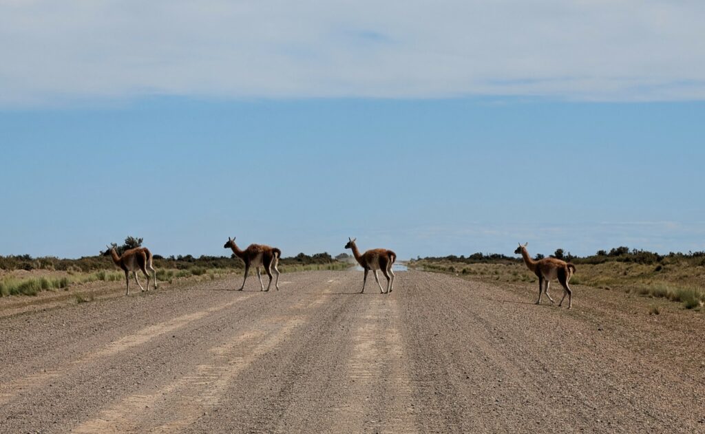 Guanacos (Llamas) crossing the road