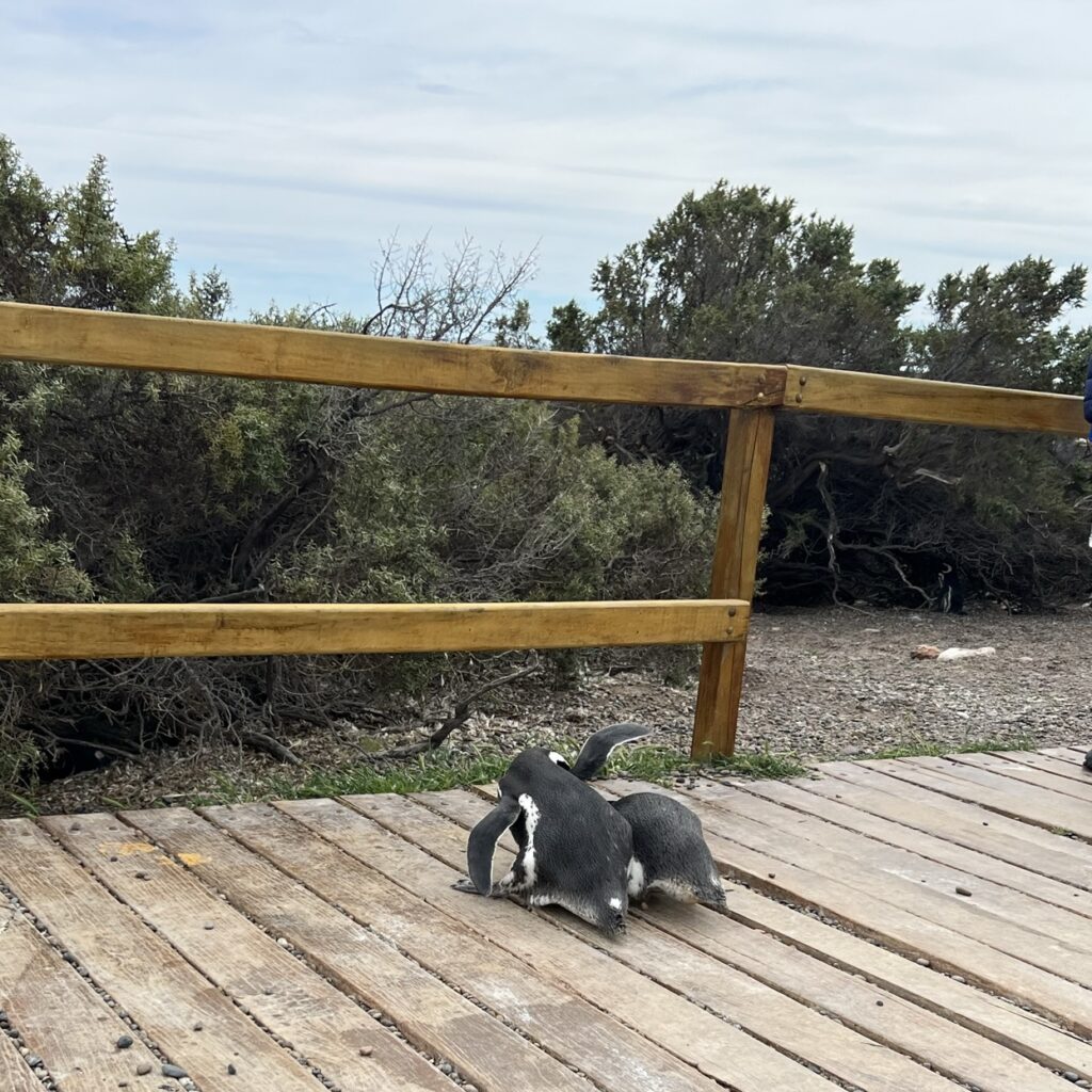 Two penguins fighting on a boardwalk