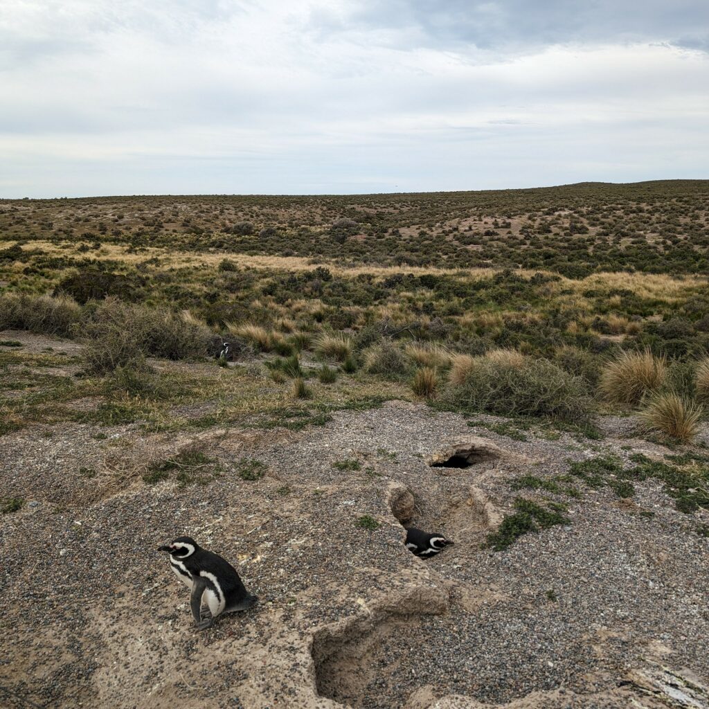 Penguin homes dug into the landscape in Argentina