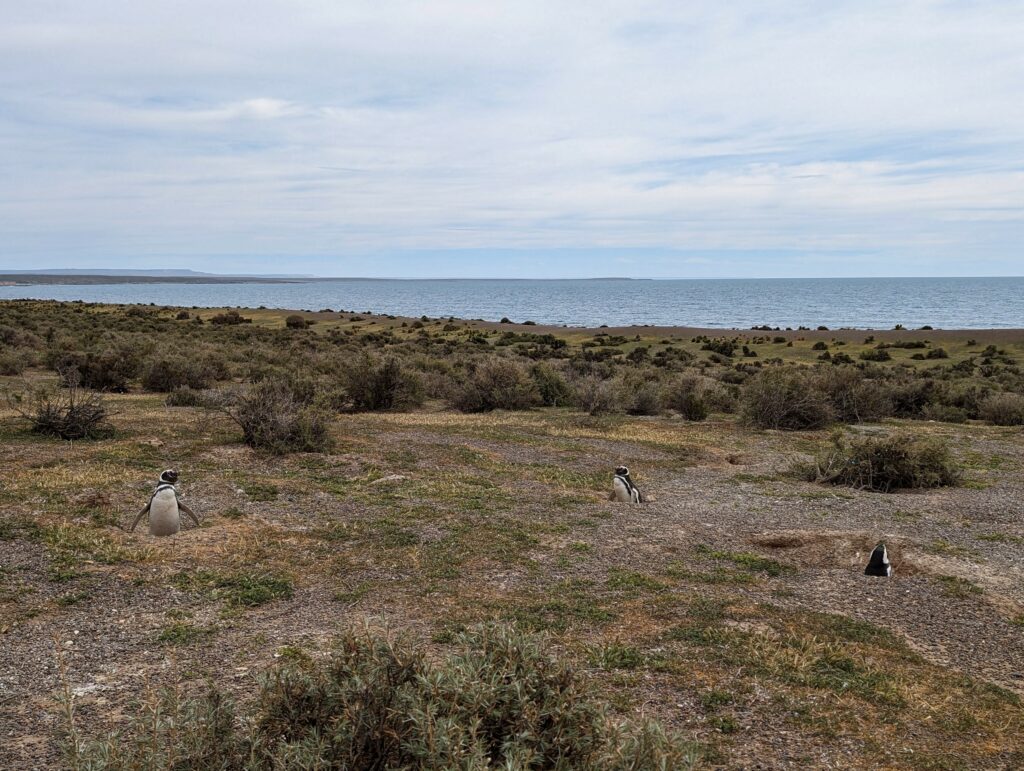 Three penguins in the dry Argentine landscape in front of the ocean.