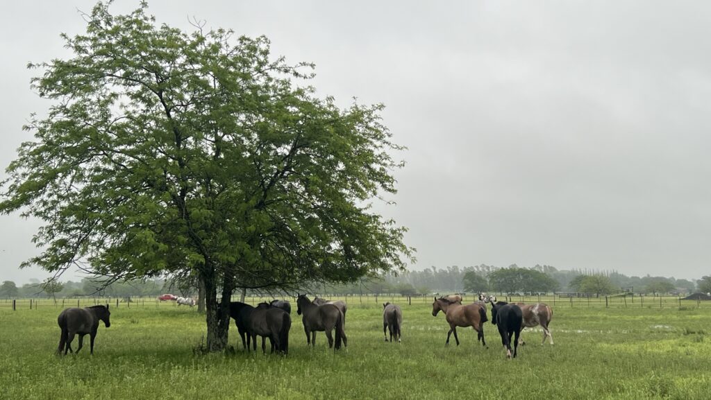 A herd of horses standing in a green pasture.
