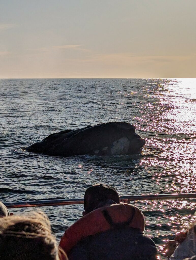Whale breaching near a boat while people are watching