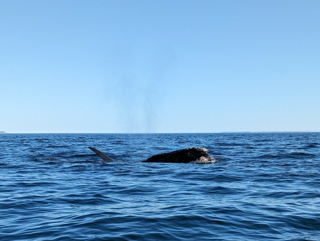 Right whale spouting at the surface