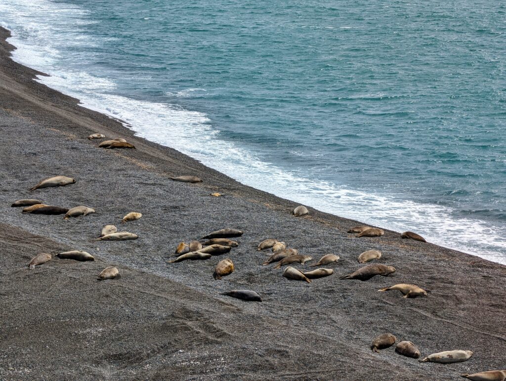 Dozens of seals laying on a black pebble beach
