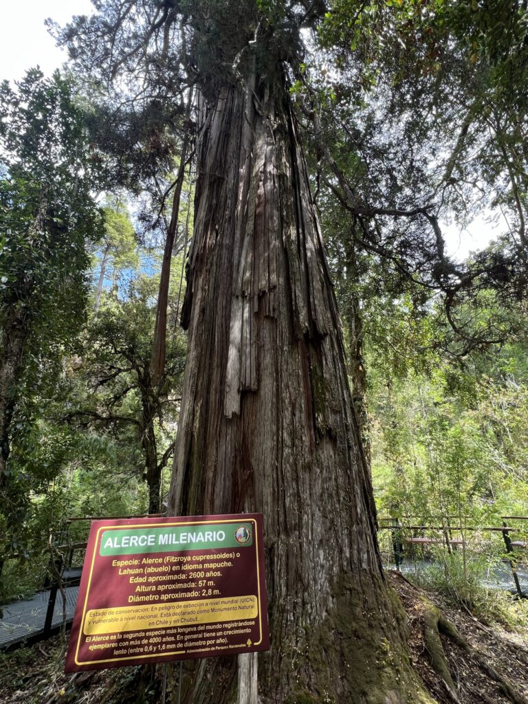 Large tree in a forest with a sign in front of it