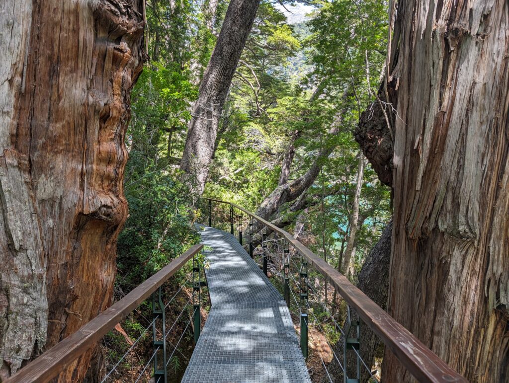 An elevated path winding through a forest