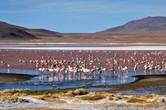 A red lake with flamingos that can be seen when visiting the Uyuni Salt Flats