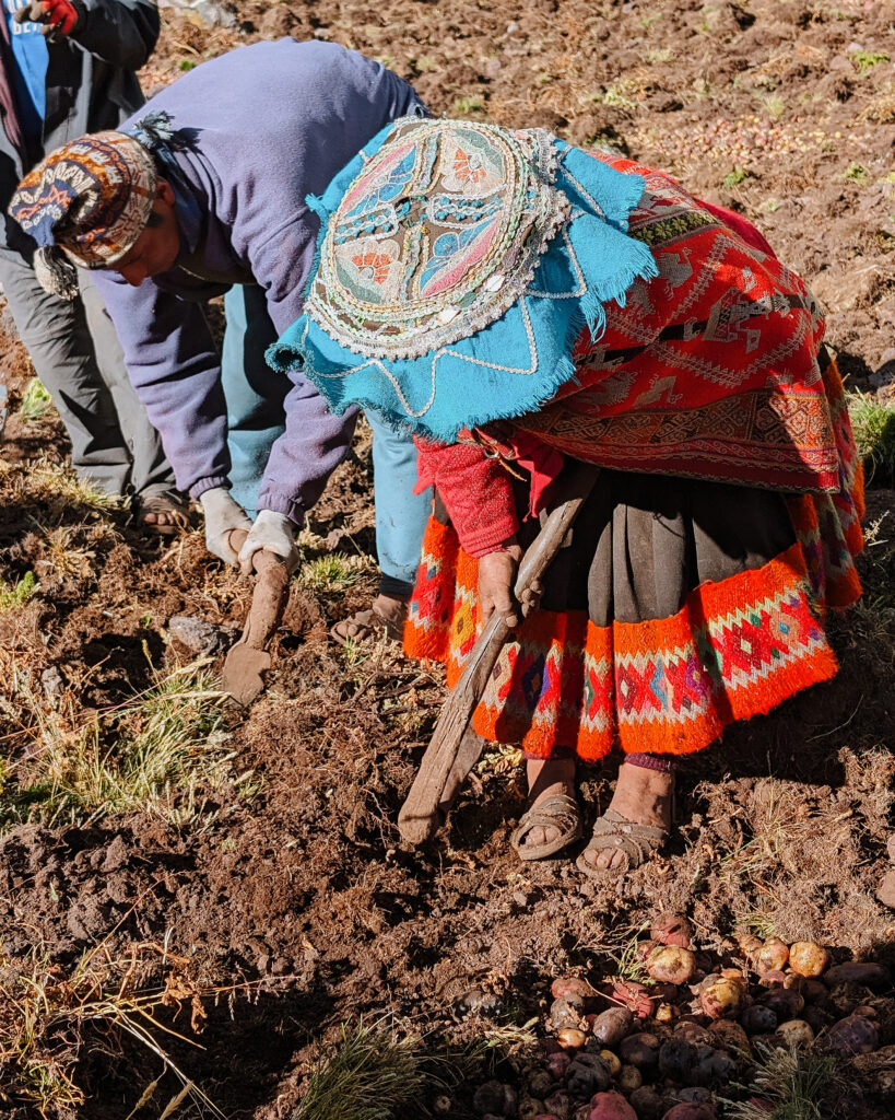 A man in a red dress with a blue hat and a man in a purple shirt digging up potatoes from the dirt on the Lares Trek