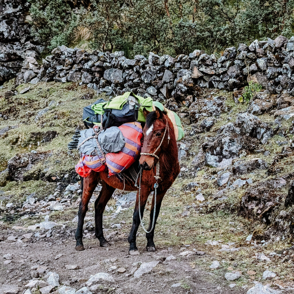 A horse with packs on its back waiting on a trail on a mountain in the Lares Trek
