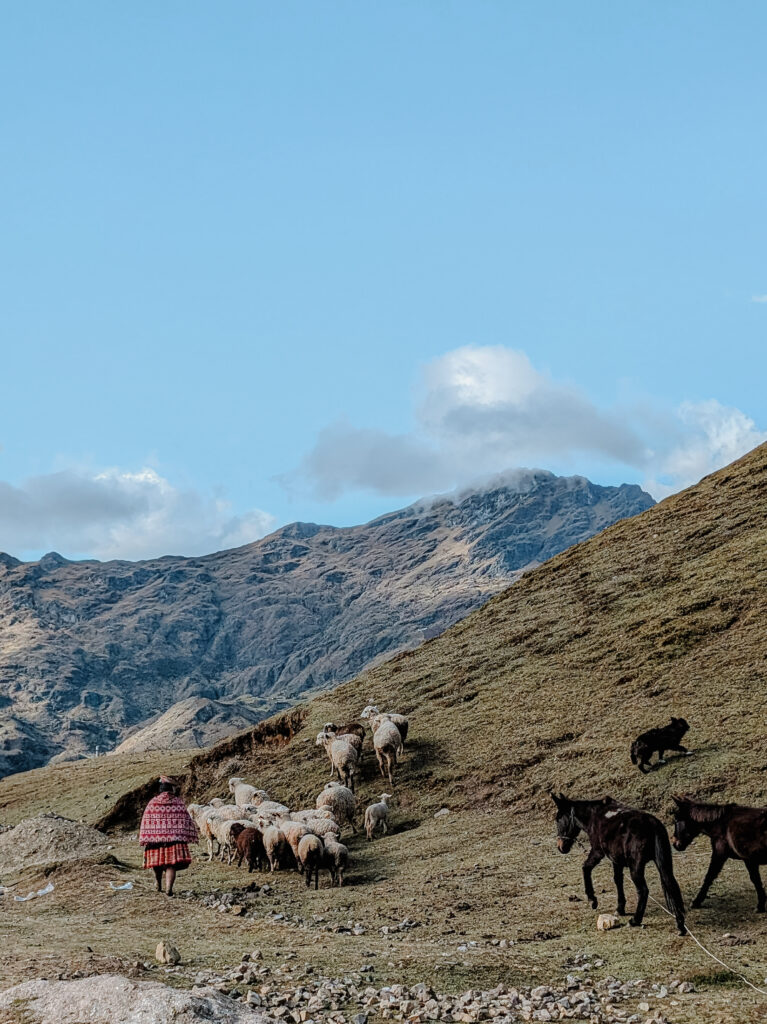 A woman in a red dress herding sheep on the Lares Trek