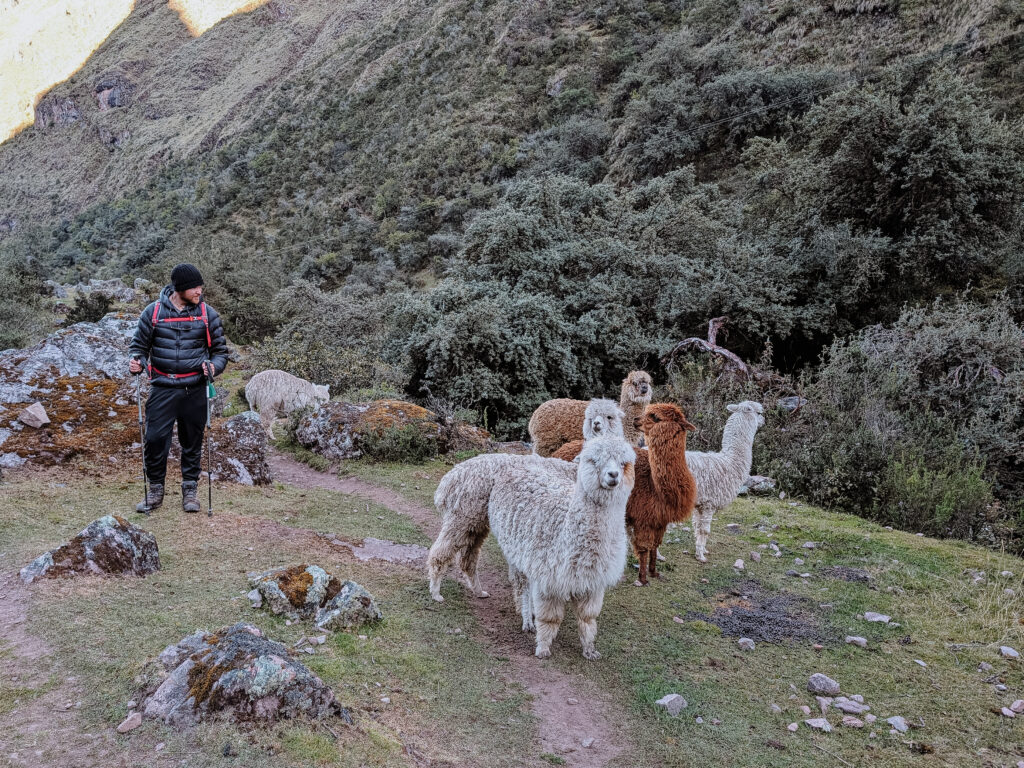 A man standing among alpacas in on a mountain path