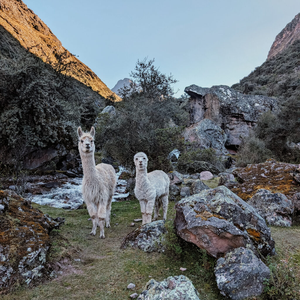 Two alpacas standing in front of a river and jungle forest