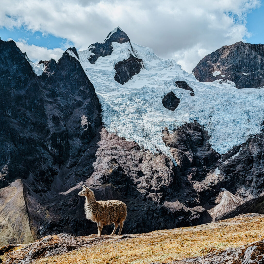 A llama standing in front of a snow-capped mountain