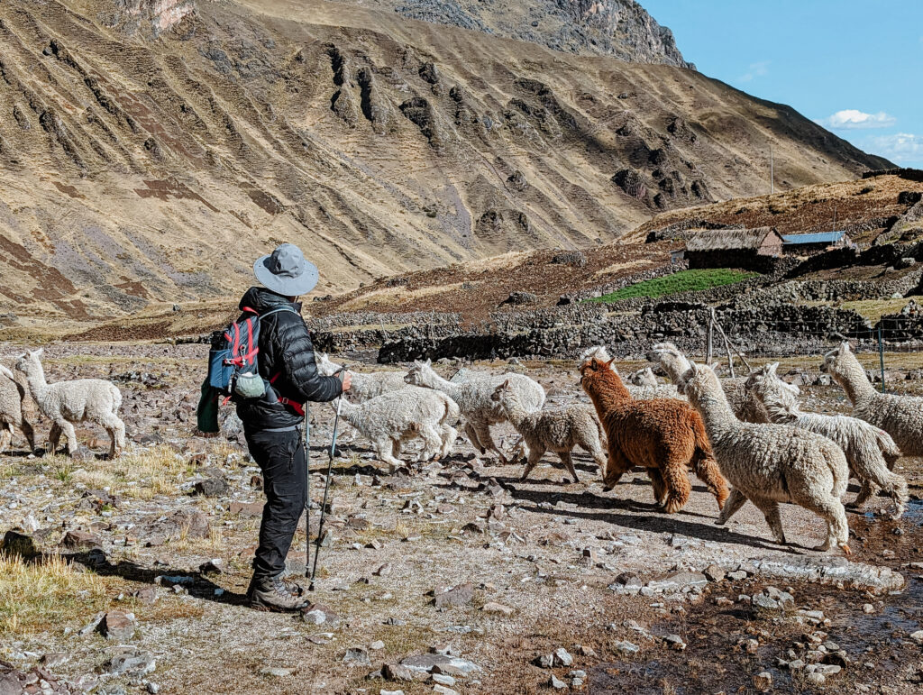 A man walking through a troop of alpacas in front of a hill on the Lares Trek