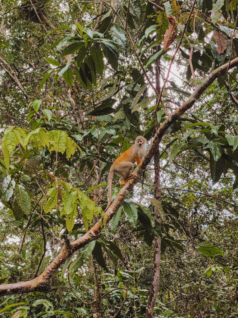 A monkey in the trees of the rainforest on the way to the Napo wildlife center