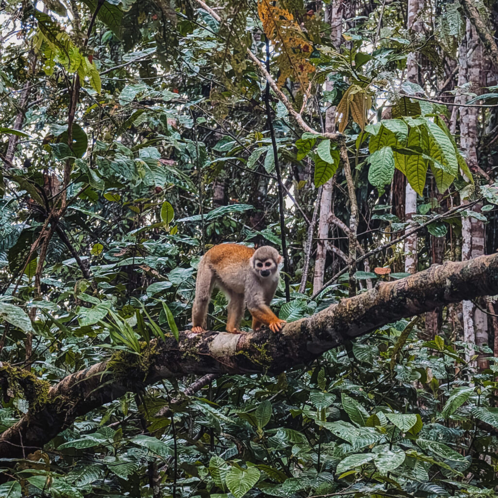 A small monkey on a branch of the Amazon Rainforest