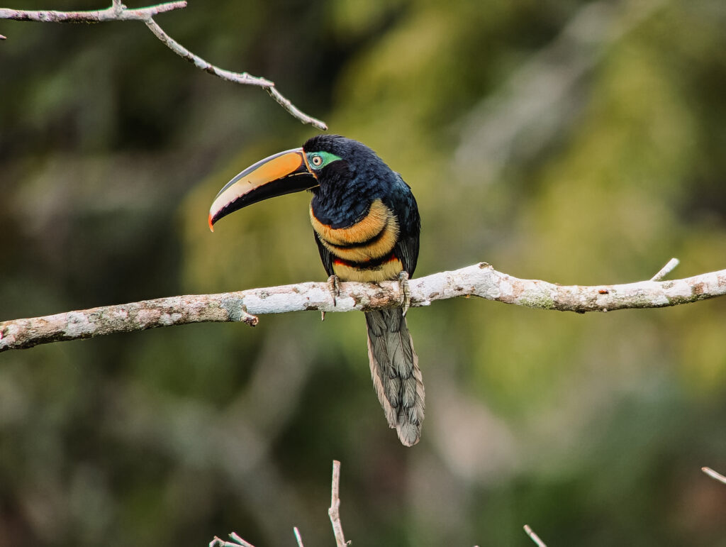 A yellow and black toucan on a branch of a tree in the Amazon Rainforest