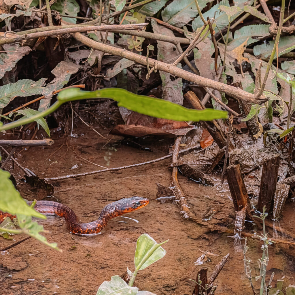 A snake in the water of a creek in the Amazon Rainforest