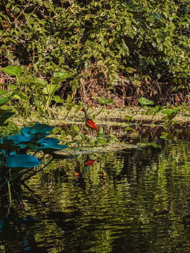 A bird in on the bank of a calm river in the Amazon Rainforest