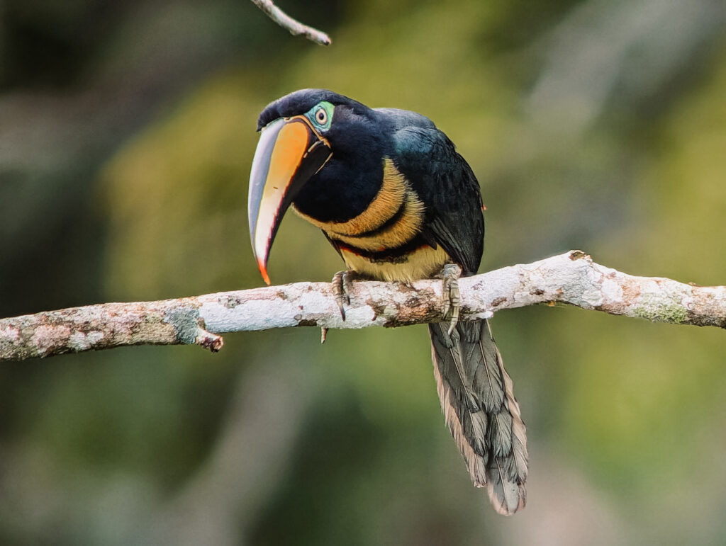 A yellow and black toucan on a branch of a tree