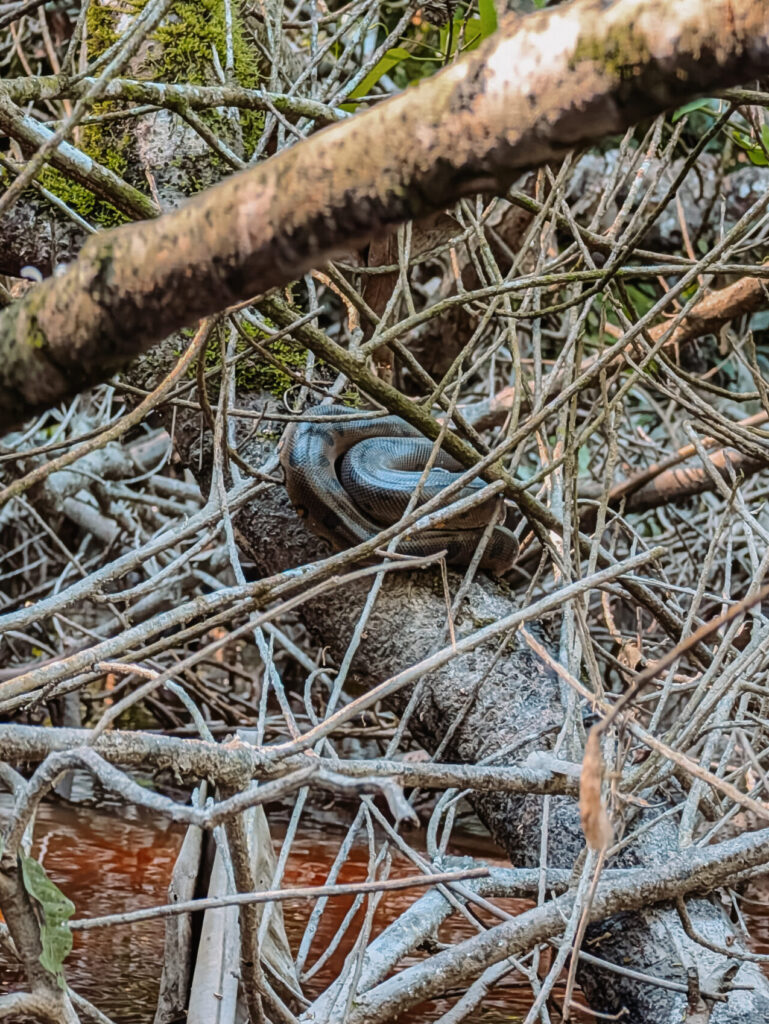 A snake curled up on a branch amidst some trees in the rainforest