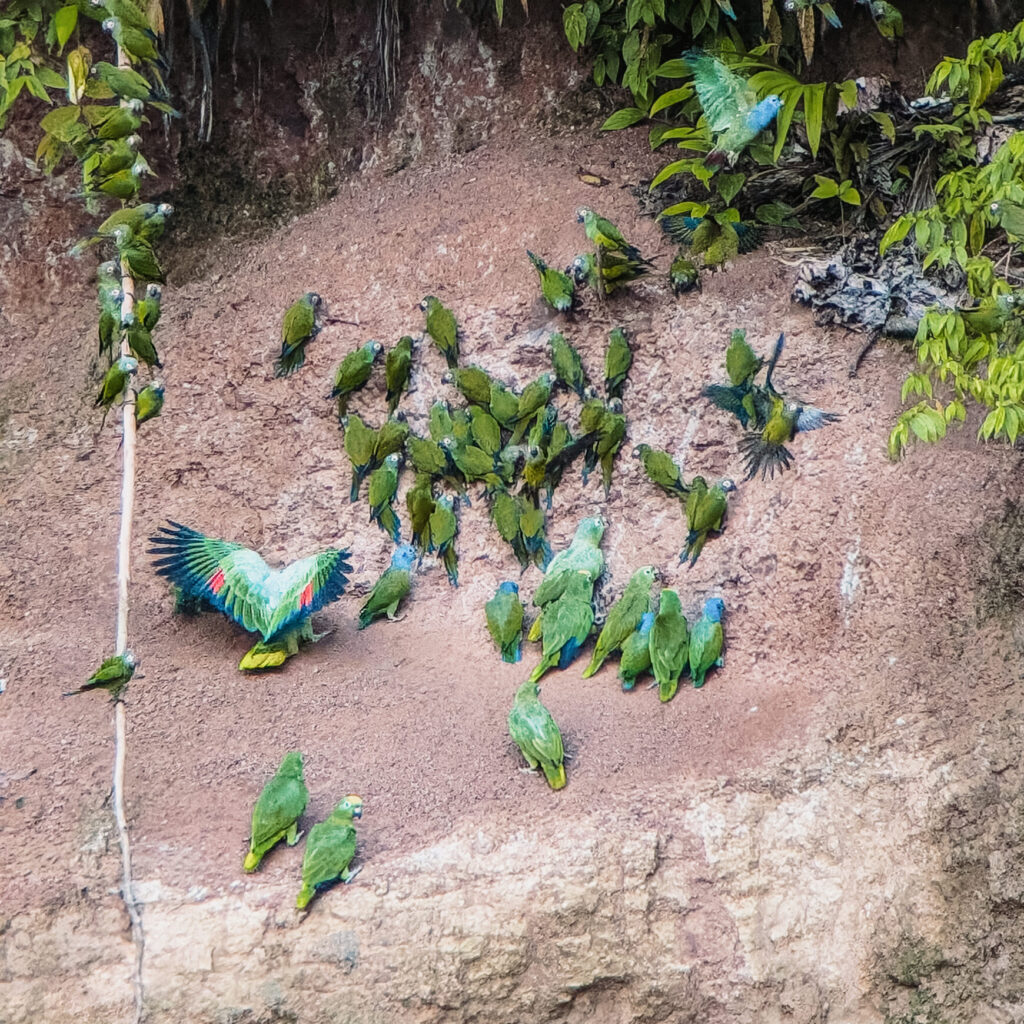 Green parrots on the bank of a river when visiting the Napo Wildlife Center