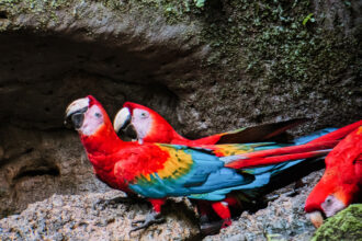 A few scarlet macaw parrots in the Amazon Rainforest