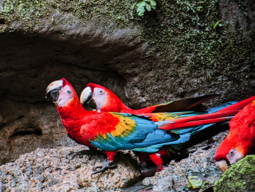 A few scarlet macaw parrots in the Amazon Rainforest