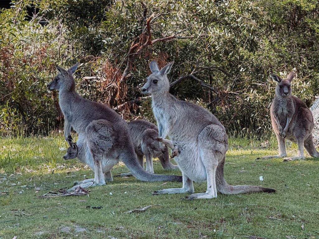 Kangaroos in a park in Halls Gap of the Grampians